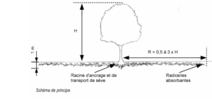 schéma système racinaire